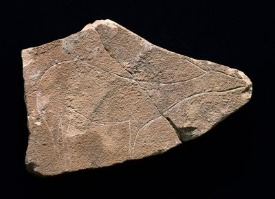 Petroglyphe, die ein Reh darstellt, Parpallo-Höhle, Spanien. Oberes Paläolithikum, Solutreen von Prehistoric Prehistoric
