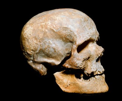 Vorgeschichte: Fossiler Schädel des Cro-Magnon-Menschen, Homo sapiens. Datierung aus dem Solutréen, Oberes Paläolithikum. Museo Civico di Storia Naturale, Mailand von Prehistoric Prehistoric