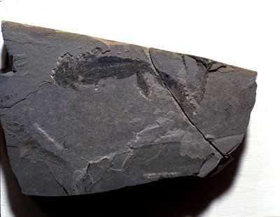 Vorgeschichte: Perm, Paläozoikum. Branchiosaurus (Brachiopode) Fossil. Fund in Rotliegen in Deutschland von Prehistoric Prehistoric