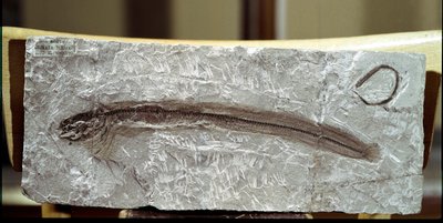 Vorgeschichte: Fischfossil Eomirus Formosissimus aus der Fundstelle Monte Bolca (Italien). Eozän. Museo civico di storia naturale, Mailand von Prehistoric Prehistoric