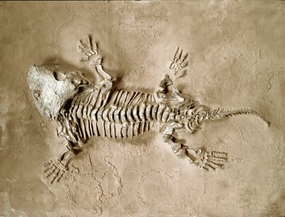 Vorgeschichte: Fossil des Seymouria Bayolorensis Amphibienreptils aus Texas, USA. Perm. Museo civico di storia naturale, Mailand von Prehistoric Prehistoric