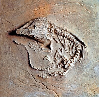 Vorgeschichte: Fossil des Reptils Labodosaurus hamatus aus Texas, USA. Karbonzeit, Paläozoikum. Museo Civico di Storia Naturale, Mailand von Prehistoric Prehistoric