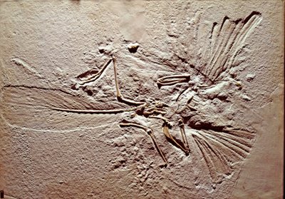 Vorgeschichte: Fossil des Vogels Archaeopteryx Lithographica aus dem Fundort Solnhofen (Deutschland). Oberjura. Museo civico di storia naturale, Mailand von Prehistoric Prehistoric