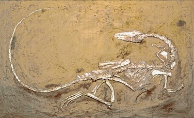 Fossil des Dinosauriers Coelophysis. Periode des oberen Trias. Museo civico di storia naturale, Mailand von Prehistoric Prehistoric