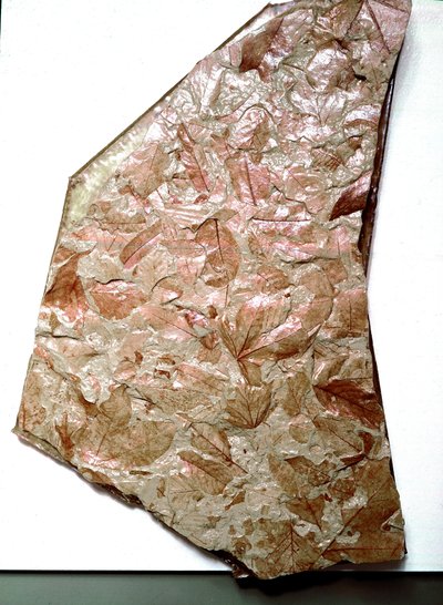 Fossilisierte Blätter aus dem Piemont (Italien). Periode des unteren Quartärs. Museo civico di storia naturale, Mailand von Prehistoric Prehistoric