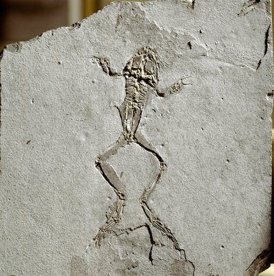 Vorgeschichte: Froschfossil aus dem Fundort Pueyoi da Tervel in Spanien. Miozän. Museo civico di storia naturale, Mailand von Prehistoric Prehistoric
