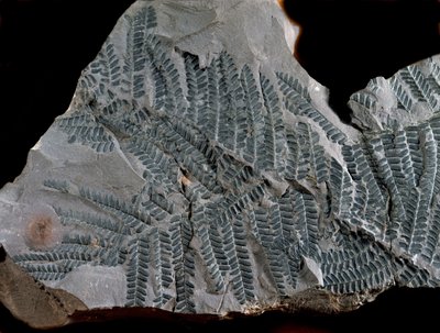 Prähistorie: Periode des höheren Karbon. Fossil von Acitheca Poymorphe aus der Farnfamilie. Fund in Göttelborn in Deutschland von Prehistoric Prehistoric
