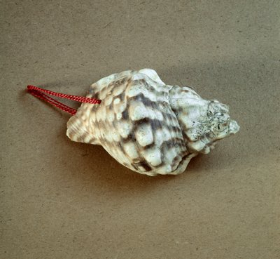 Prähistorie: durchbohrte Tritonmuschel, verwendet als Pfeife aus der Nekropole von Arene Candide (Finale Liguria), Ligurien. Mittleres Neolithikum, Steinzeit. Genua, Museo di archeologia Ligure von Prehistoric Prehistoric