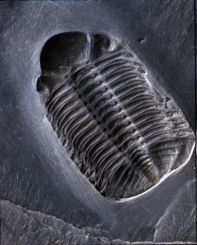 Urgeschichte: Trilobit Phacops Rana Fossil (Gliederfüßer). Zeitalter des Paläozoikums, Periode des Devon. Fund im Gebiet von Bundenbach in Deutschland. von Prehistoric Prehistoric