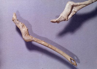 Vorgeschichte: zwei Wurfspeere genannt „zum springenden Pferd“ aus Rentierholz. Periode des mittleren Magdalénien von Prehistoric Prehistoric