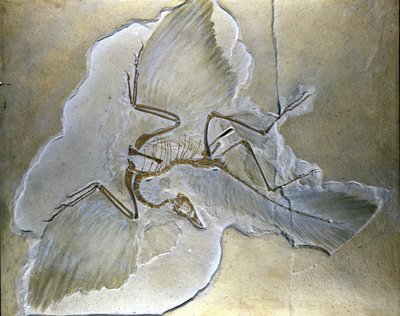 Urvögel wurden Archaeopteryx genannt. Vollständige Fossilien wurden in Bayern in den oberen Jura-Schiefern gefunden von Prehistoric Prehistoric