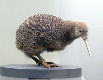 Präpariertes Kiwi-Vogel-Exemplar (Apterygidae), flugunfähig. Auckland Museum, Neuseeland von Prehistoric Prehistoric
