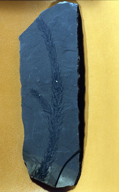 Vorgeschichte: Glyptolepsis keuperiana, fossile Konifere der Obertriaszeit, Mesozoikum. von Prehistoric Prehistoric