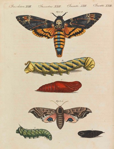Kinderbilderbuch Kinderenzyklopädie von Friedrich Johann Justin Bertuch, 1798-1830 von Pupils of the Weimar Princely Free