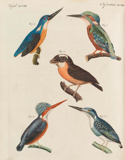 Kinderbilderbuch, Kinderenzyklopädie von Friedrich Johann Justin Bertuch von Pupils of the Weimar Princely Free