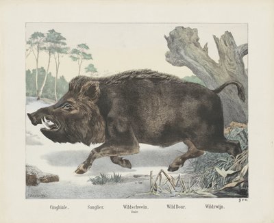 Wildschwein von R. Schulz