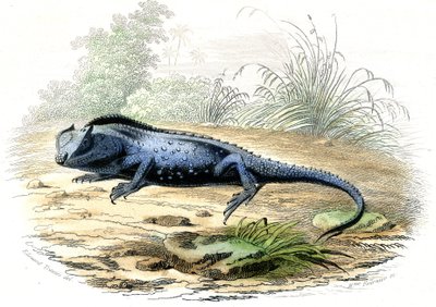 La head fourchue (Lyriocephalus margaritaceus) - Tafel aus Histoire Naturelle von Bernard Germain de Lacepede, Ausgabe P.Furme, Paris von Raimundo Petraroja
