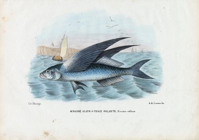 Tropischer Zweiflügelfisch, 1863-79 von Raimundo Petraroja