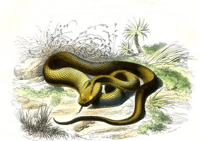 Vipern-Speer (Cophias Lanceolatus) - Tafel aus Naturgeschichte von Bernard Germain de Lacepede von Raimundo Petraroja