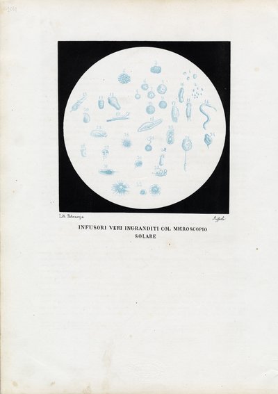 Rädertierchen, 1863-79 von Raimundo Petraroja