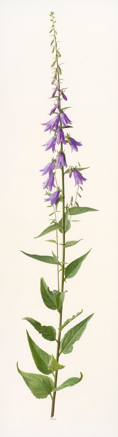 Adenophora-Art von Raymond Booth