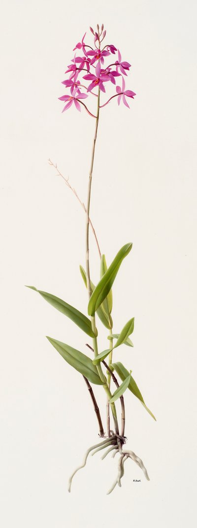 Barkeria skinneri von Raymond Booth