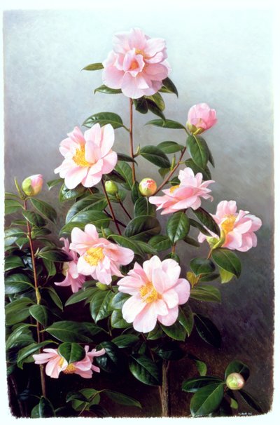 Kamelie Japonica Sorte von Raymond Booth