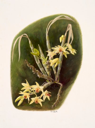 Dendrolium aureum von Raymond Booth