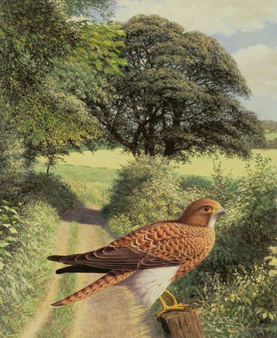 Falke auf einem Torpfosten von Raymond Booth