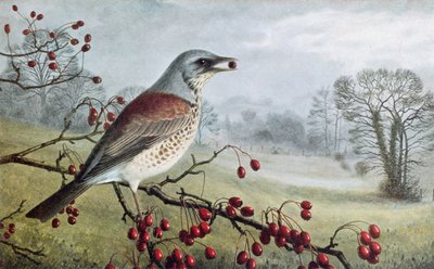 Wacholderdrossel von Raymond Booth