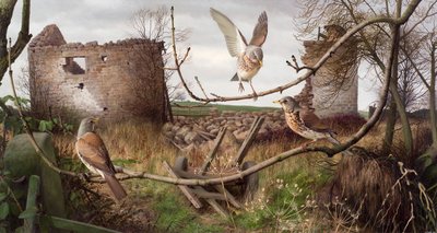 Wacholderdrosseln in Eccup, West Yorkshire von Raymond Booth