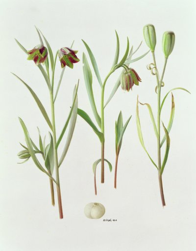 Fritillaria Kurdica von Raymond Booth