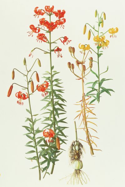 Lilium Amabile von Raymond Booth