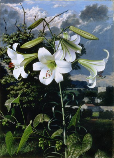 Lilium Emerald von Raymond Booth