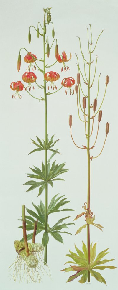 Lilium Pardalinum von Raymond Booth