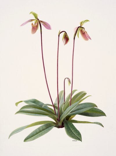 Pophiopedrium appletonianum von Raymond Booth