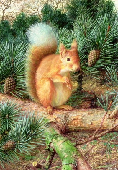 Rotes Eichhörnchen von Raymond Booth