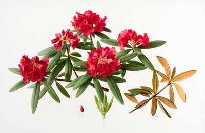 Rhododendron microgynum von Raymond Booth