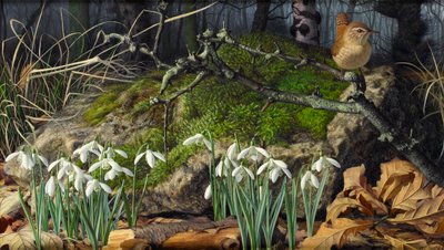 Schneeglöckchen und Zaunkönig von Raymond Booth