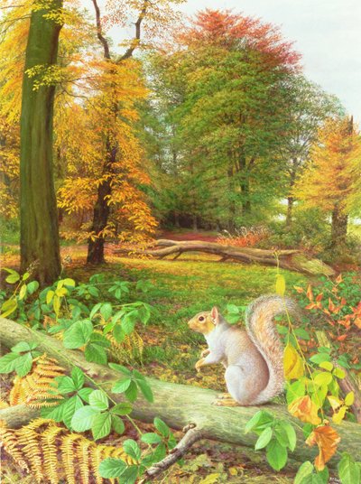 Eichhörnchen auf einem umgestürzten Baum von Raymond Booth