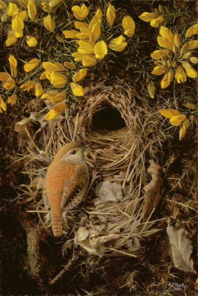 Studie eines Zaunkönigs an seinem Nest in einem Stechginsterbusch von Raymond Booth