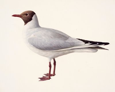 Studie einer Lachmöwe von Raymond Booth