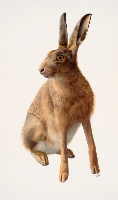 Studie eines Feldhasen von Raymond Booth