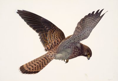 Studie eines Turmfalken von Raymond Booth