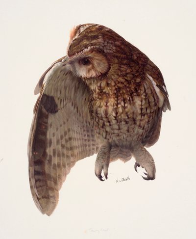 Studie einer Waldkauz von Raymond Booth