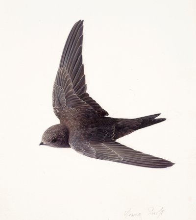 Studie eines jungen Mauerseglers im Flug von Raymond Booth
