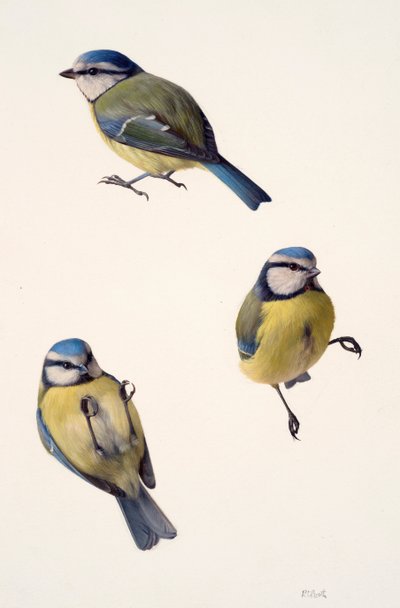 Drei Studien einer Blaumeise von Raymond Booth