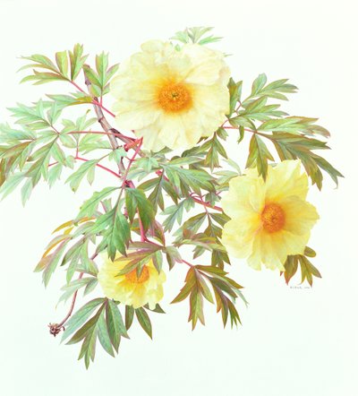 Baumpfingstrose 