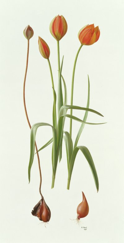 Tulipa Whittallii von Raymond Booth