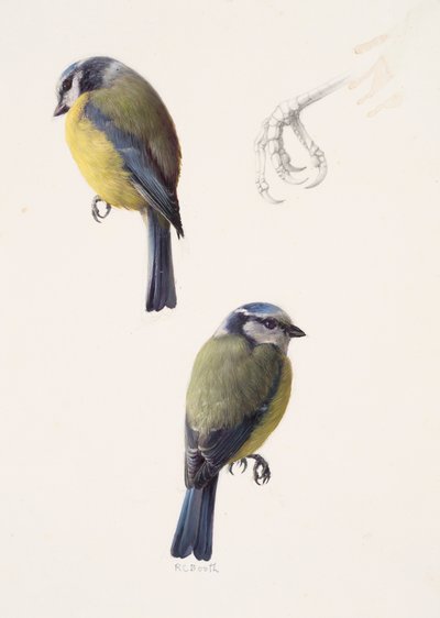 Zwei Studien einer Blaumeise von Raymond Booth